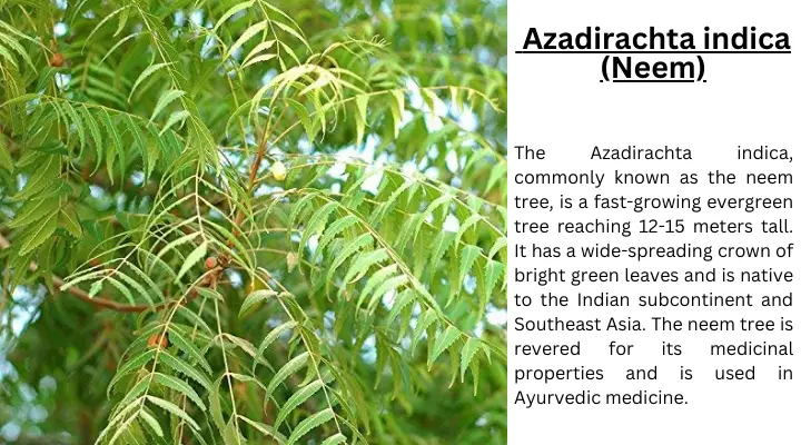 Azadirachta indica