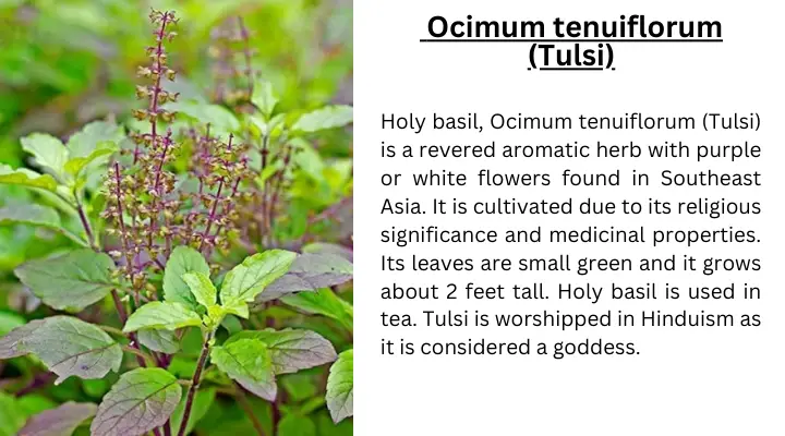 Holy basil (Ocimum tenuiflorum) Tulsi