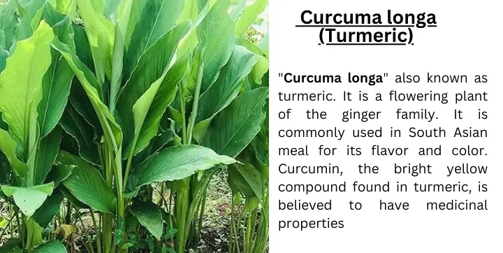 Turmeric