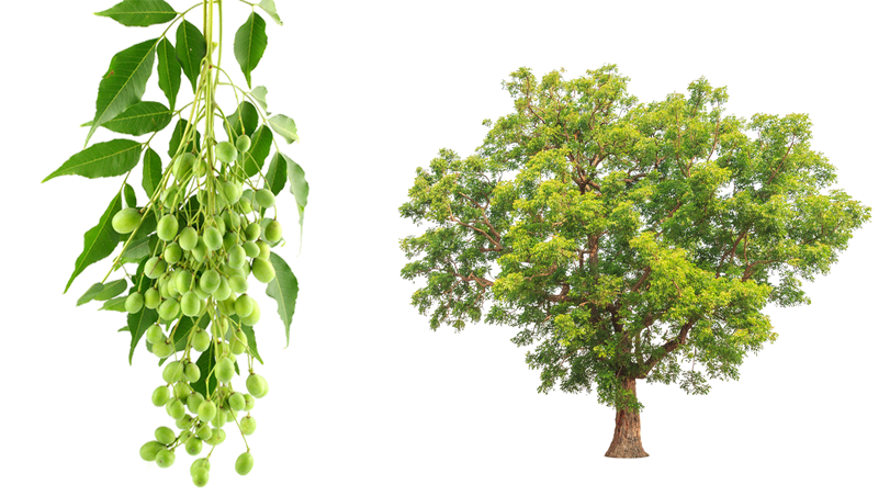 Neem Tree