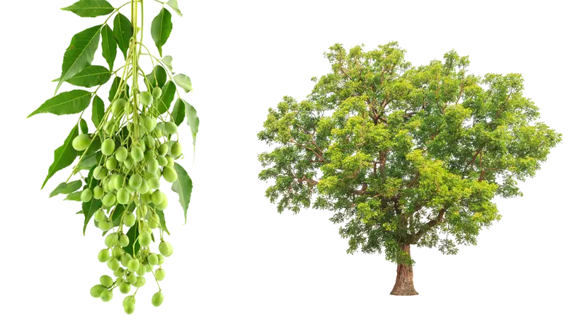 Neem Tree