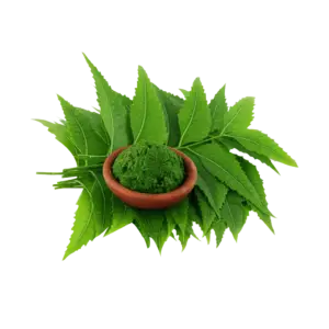 Neem leaves
