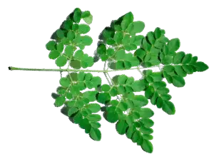 Moringa Leaves