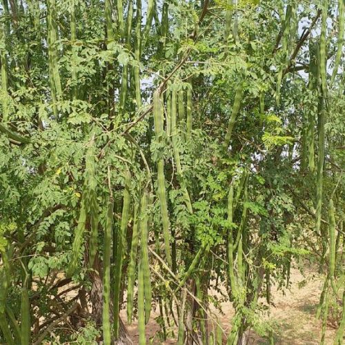 Moringa Tree