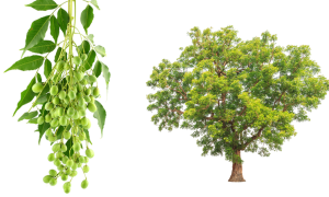 Neem Tree